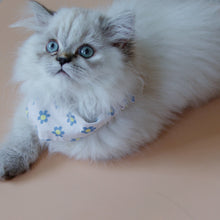 Load image into Gallery viewer, LAYLA