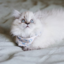 Load image into Gallery viewer, LAYLA